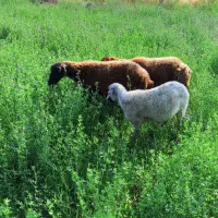 سه تا گوسفند سالم برای نگهداری