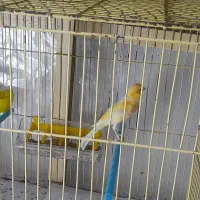 قناری ۱۲ماهه نر وماده