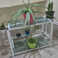 شلف  جای گل