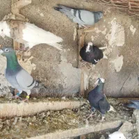 فروش کفتر بهبهانی نقش|پرنده|مرودشت, ثبت احوال|دیوار