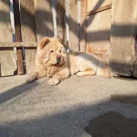 مینی چاو خرسی