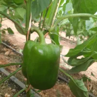 استخدام نیازمند نیروی کار دائم در گلخانه با اسکان