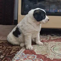 توله سگ آلابای ماده