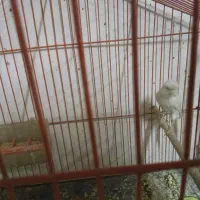 قناری|پرنده|قائن, |دیوار