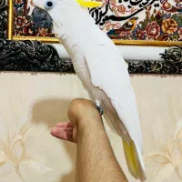 کاسکو راهب گرینچک شاه طوطی ملنگو خرید وفروش