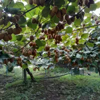 فروش کیوی مرغوب وبا کیفیت|خدمات باغبانی و درختکاری|چوبر, |دیوار