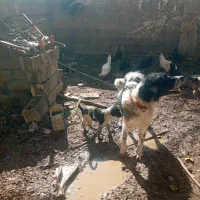 توله سگ قدرجونی