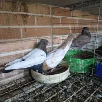 کبوتر سینه ای جفت|پرنده|تفت, |دیوار