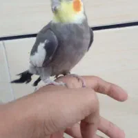 عروس هلندی سخنگو نر