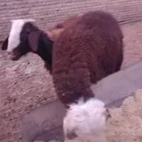 فروش فوری بره قوچی اصیل وذات دارضمانتی.|حیوانات مزرعه|فریمان, |دیوار