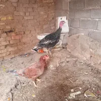 بوقلمون|حیوانات مزرعه|نیشابور, مازول|دیوار