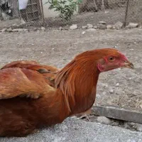 مرغ شاخدار و خروس دو رگه محلی و لاری|حیوانات مزرعه|مزرعه کتول, |دیوار