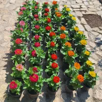 آهار پاکوتاه گلدانی.