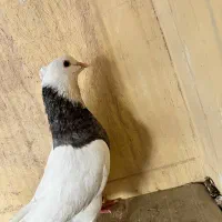 کبوتر طوقی نر|پرنده|خرمشهر, |دیوار