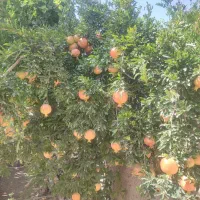 فروش زمین کشاورزی شش هکتار زمین بیضا|فروش زمین و ملک کلنگی|بیضا, |دیوار