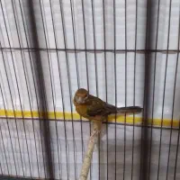 قناری ماده سبز سوخته اماده|پرنده|رودهن, |دیوار