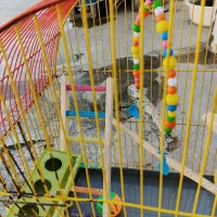 قفس|لوازم جانبی حیوانات|بانه, |دیوار