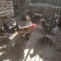 مرغ و خروس لری گلین