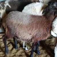 بز و بره سه عدد|حیوانات مزرعه|اسفیچ, |دیوار