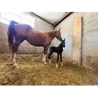 اسب|اسب و تجهیزات اسب‌سواری|کرمانشاه, |دیوار