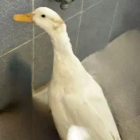 فروش یه عدد اردک