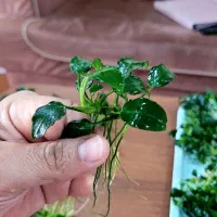 گیاه آنوبیاس مخصوص آکواریوم و پلنت