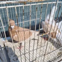 کفتریاکبوتر ارزون ب دلیل جاب جایی