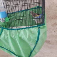 سهره کرمونی ماده|پرنده|خمینیشهر, |دیوار