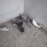 کفتر سری ۱۰۰ تومان