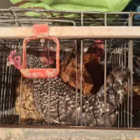 مرغ جوان وسرحال وسالم|حیوانات مزرعه|تفت, |دیوار