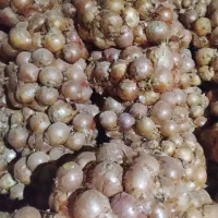 پیاز کله|عمده‌فروشی|فاروج, |دیوار