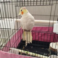 عروس هلندی لوتی نو