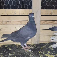 کبوتر|پرنده|گنبد کاووس, |دیوار