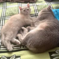 توله بریتیش سه ماهه