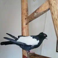 کلاغ سیاه یه کت سفید