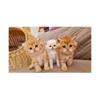 گربه میکس بریتیش فروشی