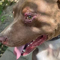 دکتر دامپزشک در محل و کلینیک دامپزشکی سیار|خدمات پیشه و مهارت|کرج, فاز ۳ مهرشهر|دیوار