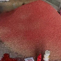 بذر گندم درجه 1