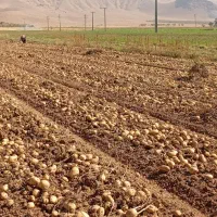 فروش بذر سیب زمینی جیلی و بانبا