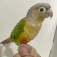 طوطی گرنجیک سالم و بازیگوش دستی