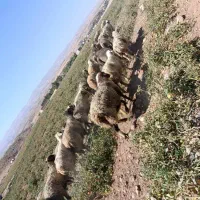 گله میش داشتی|حیوانات مزرعه|شیراز, تل حسین‌آباد|دیوار