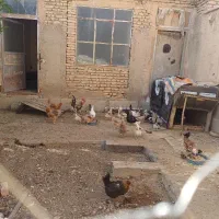 مرغ لری