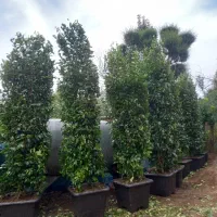 فروش کامیس نوکدار یاس هلندی شمشاد شیشه شور ونعنایی