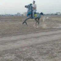 اسب|اسب و تجهیزات اسبسواری|تاکستان, |دیوار