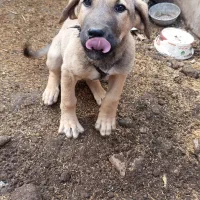 سگ اصل سرابی|سگ|عباسآباد, |دیوار