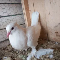 کفتر طوقی پاپر و کاکلی و سرور|پرنده|قم, لسانی|دیوار