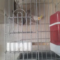 حراج عروس هلندی همه مولد جمع آوری سالن|پرنده|پاکدشت, خاتون آباد|دیوار