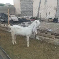 بز..کهره گلابی|حیوانات مزرعه|شیراز, کرونی(خاتونک)|دیوار