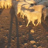 بز محلی سرمایه|حیوانات مزرعه|سیرجان, |دیوار