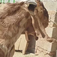 نر بز افغان